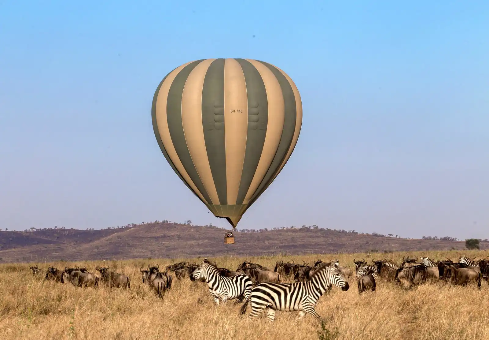 Aerial view of zebra herd running on the Serengeti savannah seen from a hot air balloon.