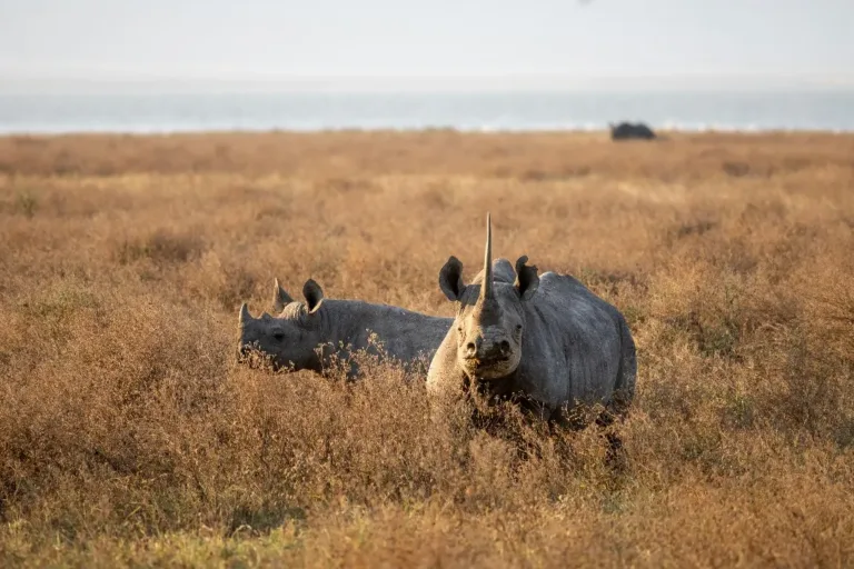 Black Rhino at Ngorongoro Crater - Tanzania Safari