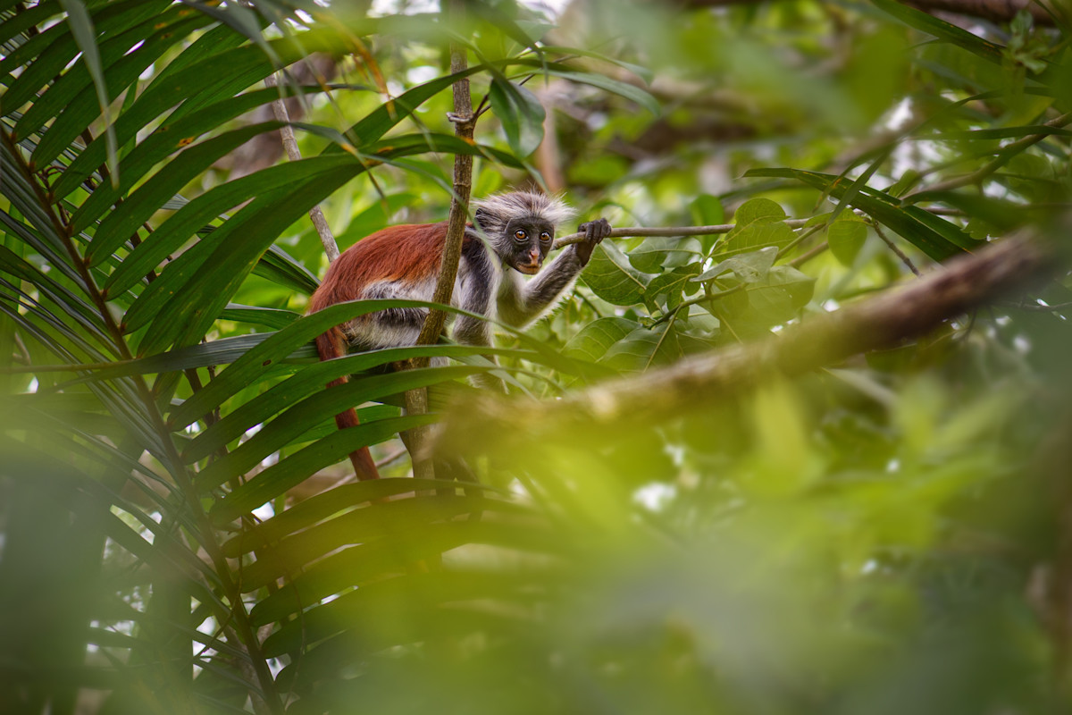 Read more about the article Jozani Forest Zanzibar: Wildlife, Tips & Visitor Guide