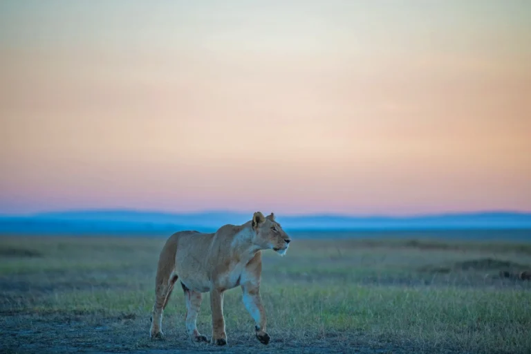Tanzania Safari | Luxury Tanzania Safari Tours