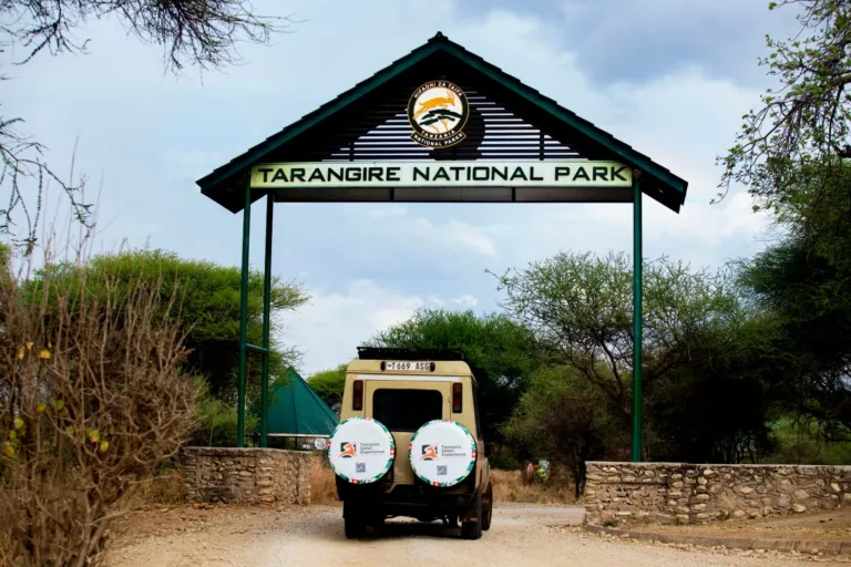 Tarangire National Park Safari - Tanzania Safari
