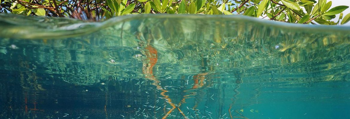 Intricate mangrove roots at Jozani Chwaka Bay National Park during low tide