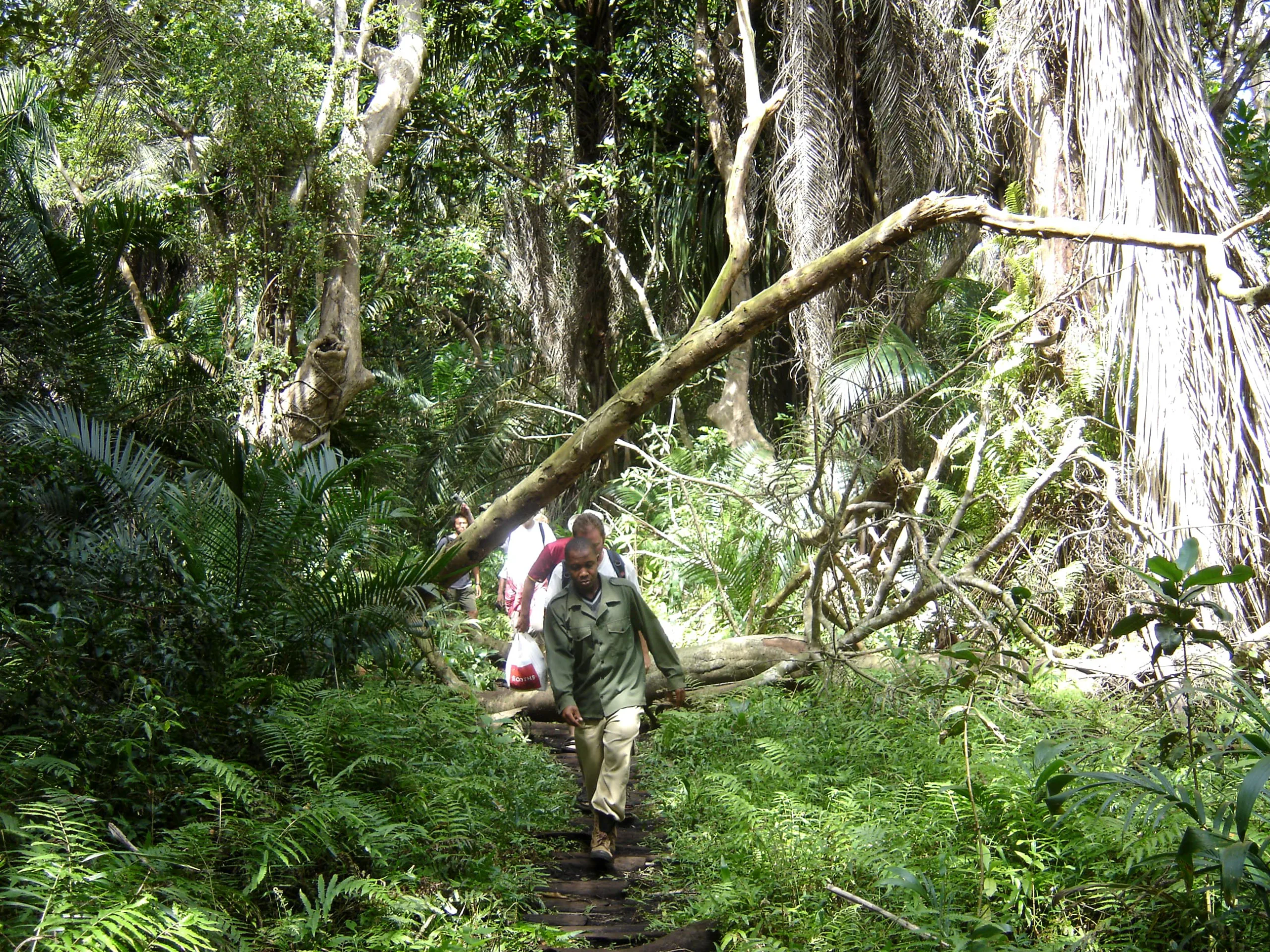 Local guide explaining the medicinal properties of forest plants in Zanzibar img: Zanzibar Eco