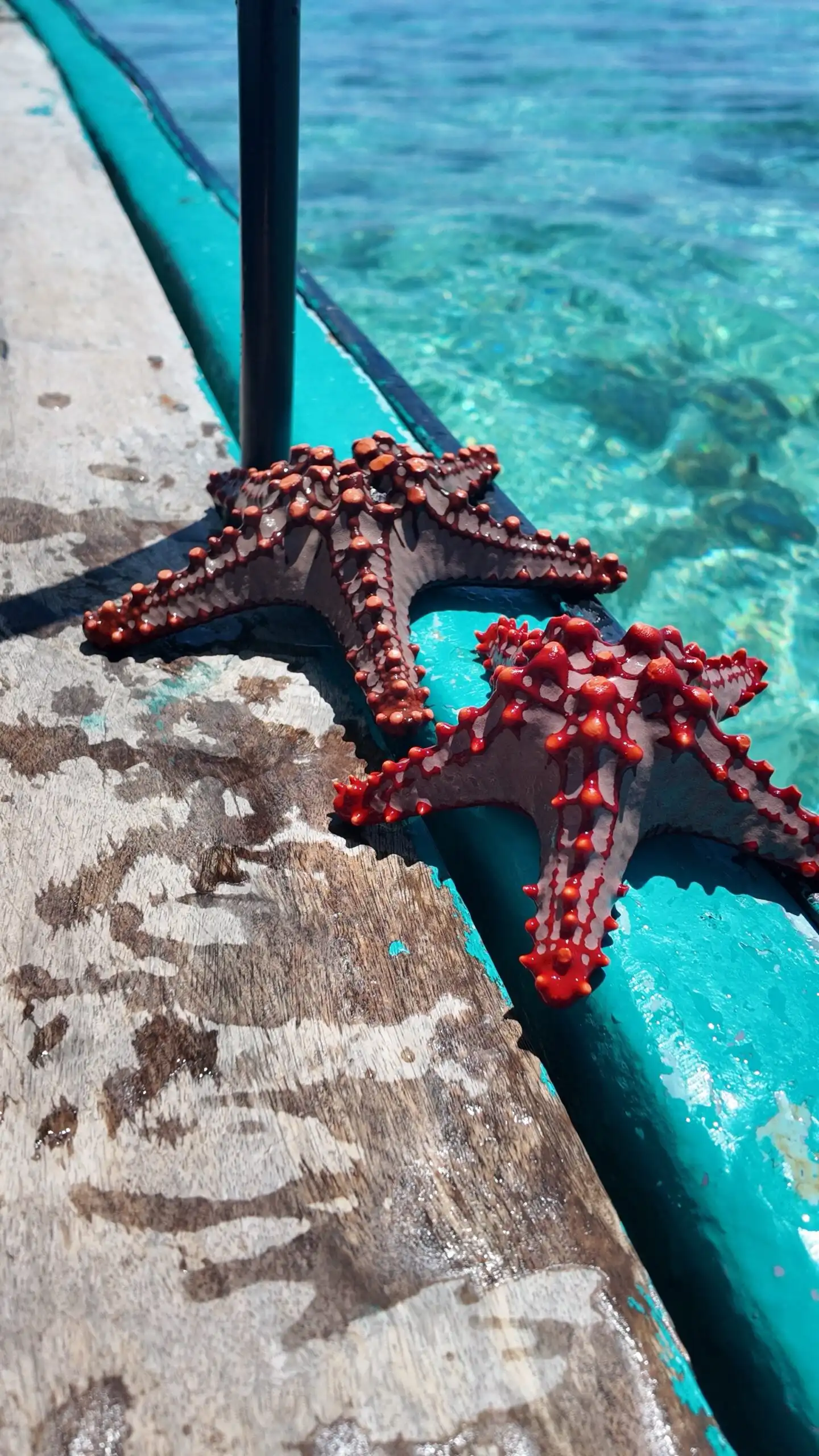 Marine life and starfish in the tide pools of Matemwe Beach Zanzibar.