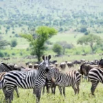 Tanzania National Parks and Wildlife Destinations