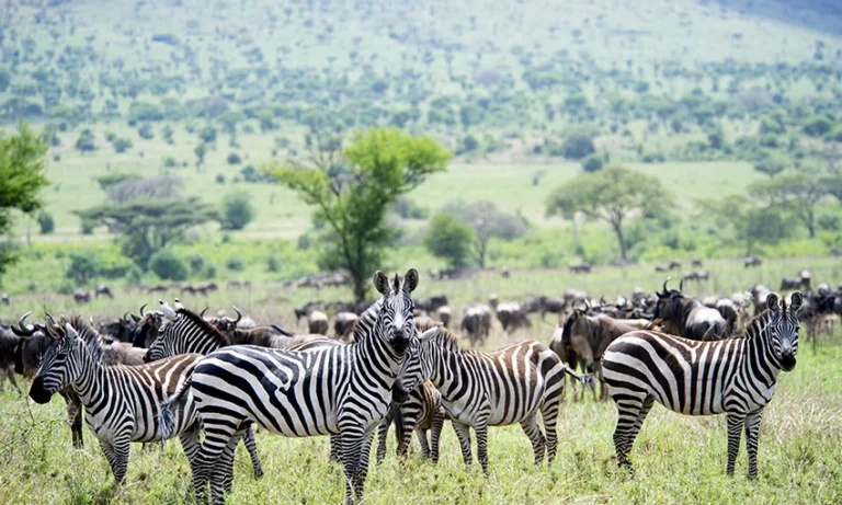 Tanzania National Parks and Wildlife Destinations